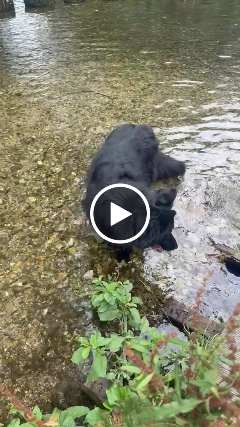 Customer video review of Green Lipped Mussel Powder For Dogs