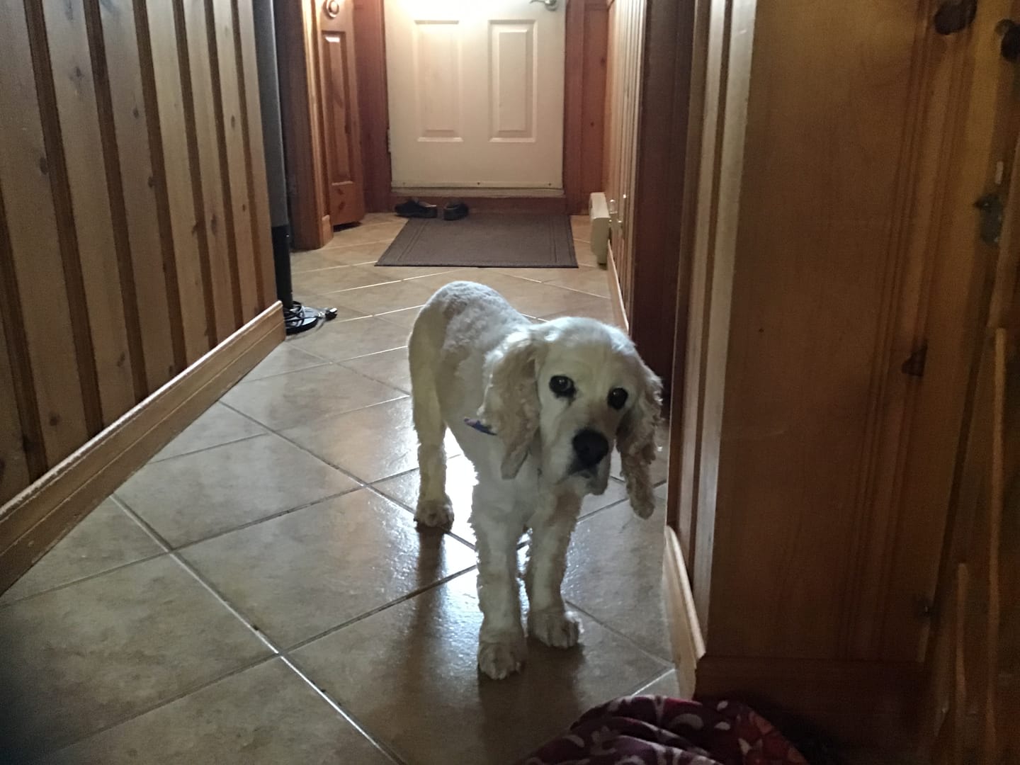 Customer photo review of COMBO DOULEURS ET BLESSURES pour chiens et chats : DOLORES, ARTURO