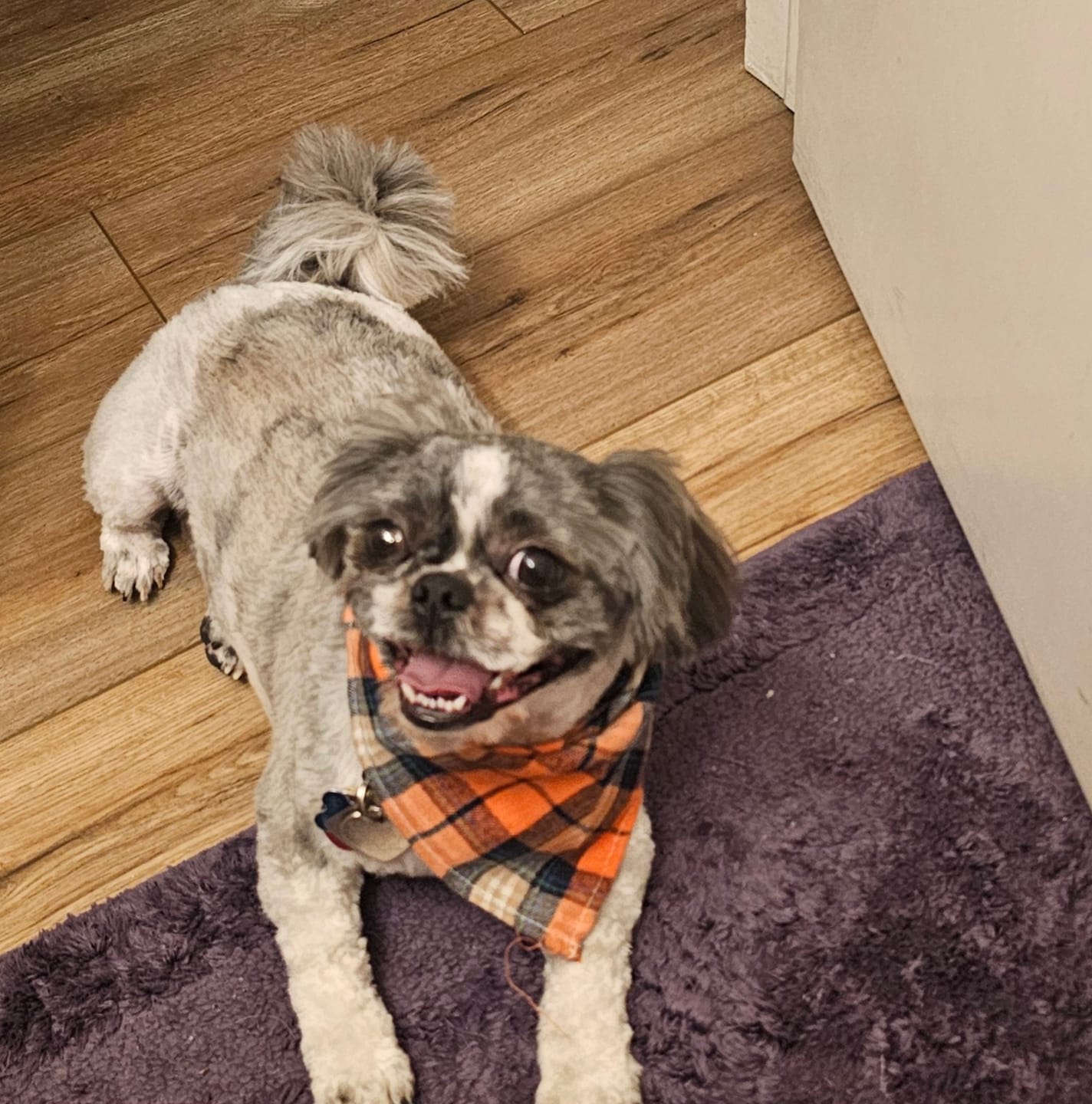 Customer photo review of Oneisall LM2 7-in-1 Pet Grooming Vacuum Kit