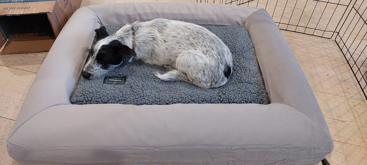 Customer photo review of Orthopaedic Memory Foam Dog Bed