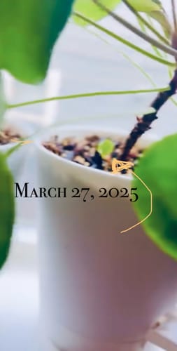 undefined review of Plant Food image 1 out of 4