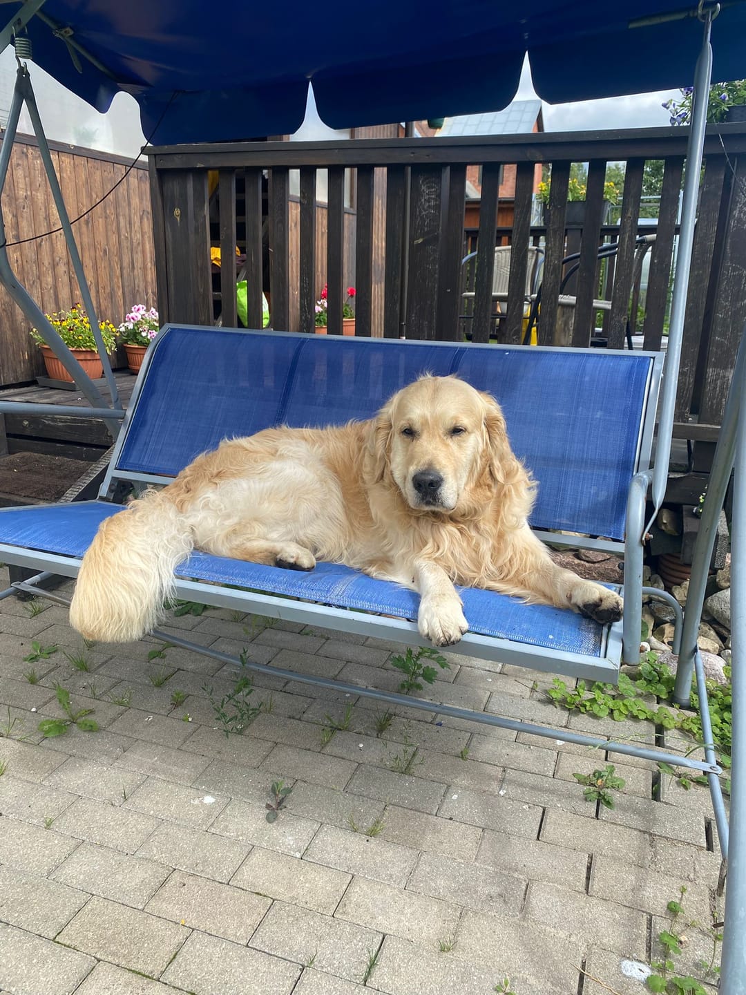Customer photo review of For Large Joints & Bones | Dog Supplement for Large Dogs