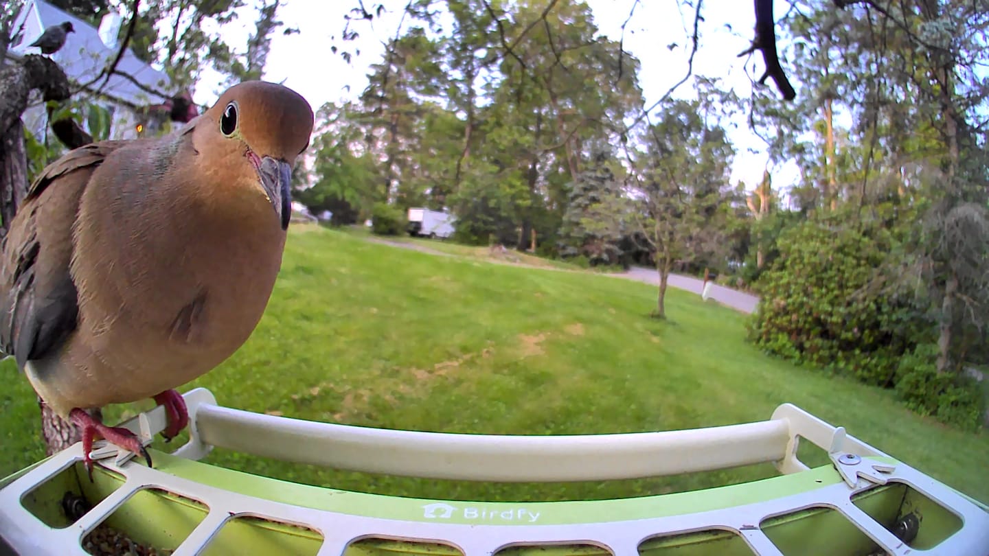 Customer photo review of Birdfy Feeder Metal - Smart Metal Feeder with Camera