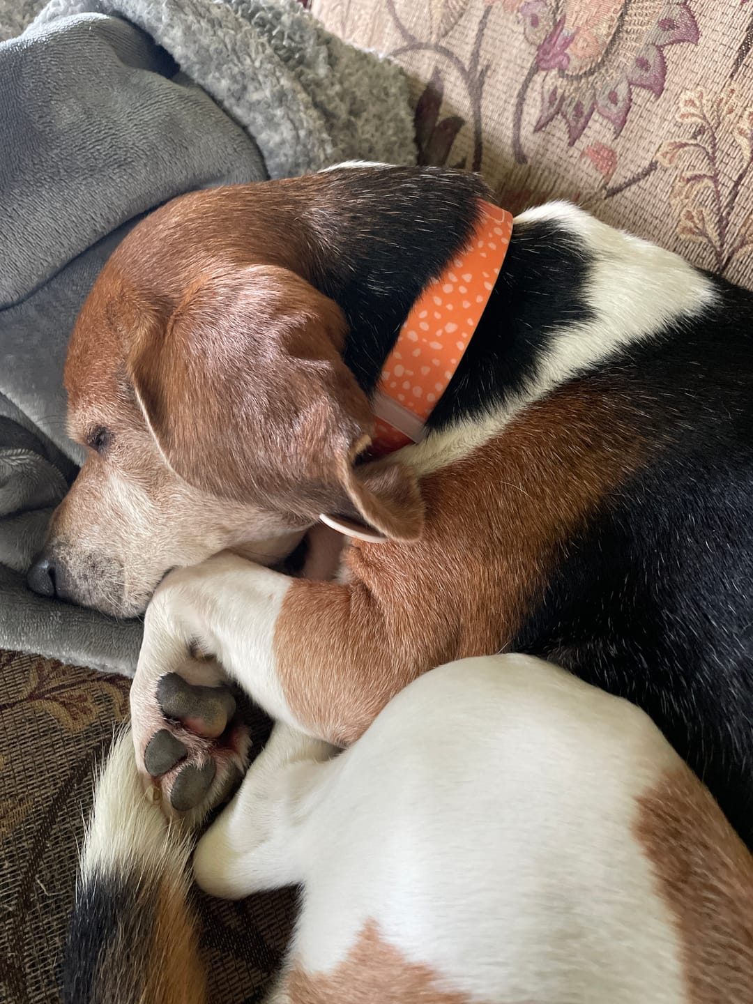 Customer photo review of Pumpkin Flecks Orange Dog Collar