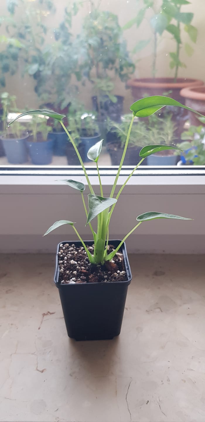 Customer photo review of ALOCASIA TINY DANCER