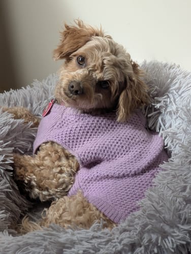 Customer photo review of Shipping Protection