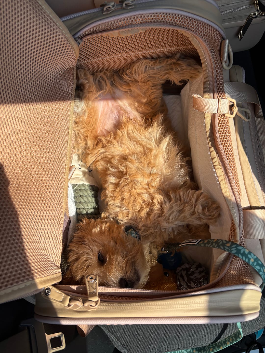 Customer photo review of Airline Approved Travel Pet Carrier