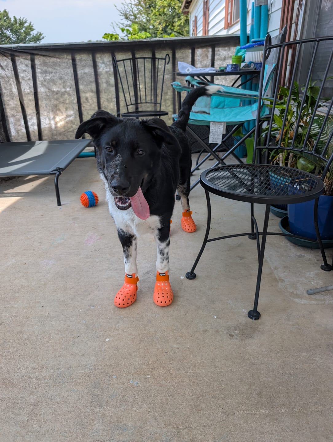 Customer photo review of WagWellies® Mojave Neon Orange