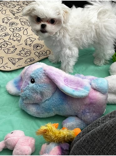 Customer photo review of Potty Buddy - Dry Guard™ Potty Pads