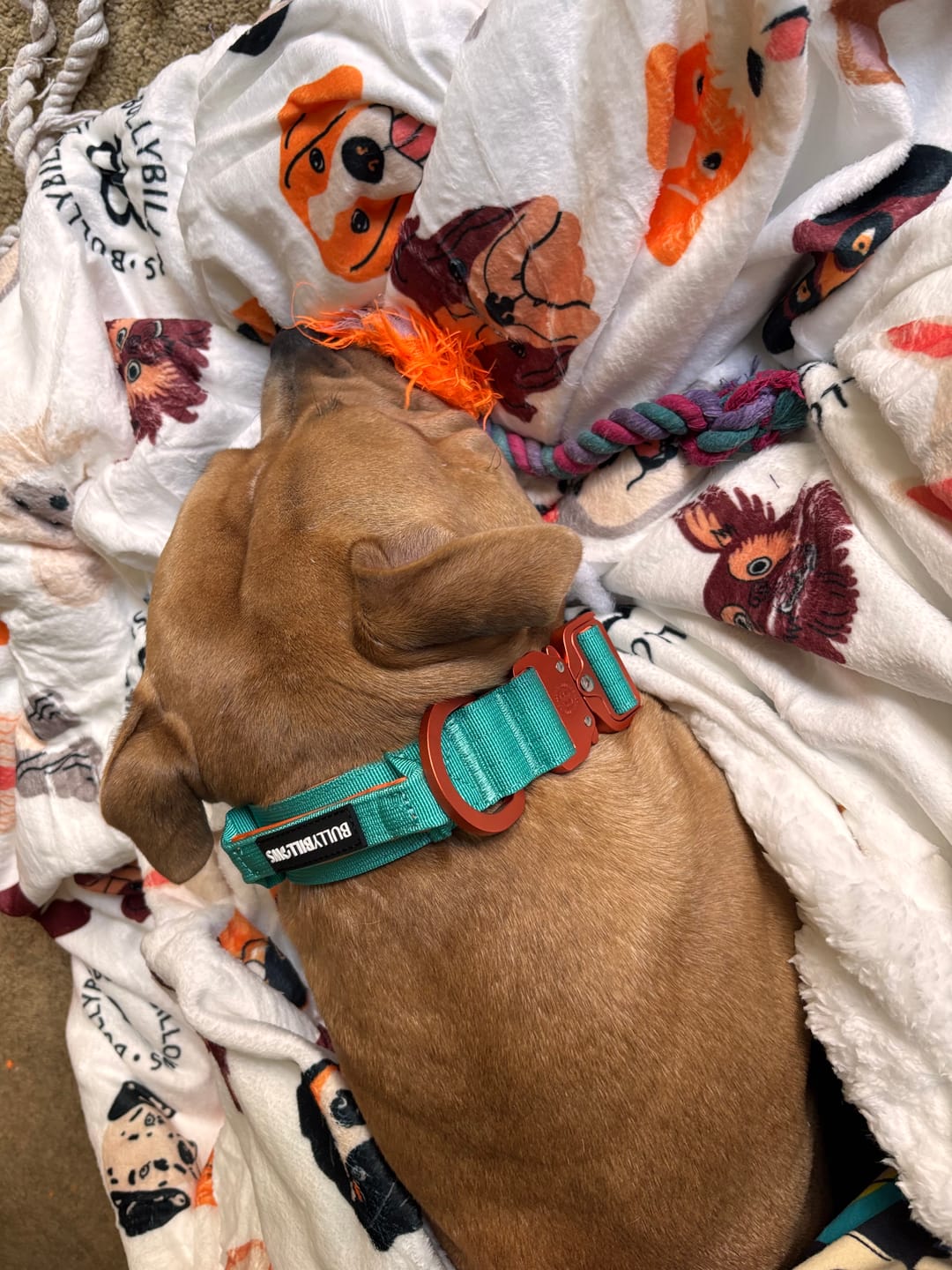 Customer photo review of Luxury Dog & Human Blanket
