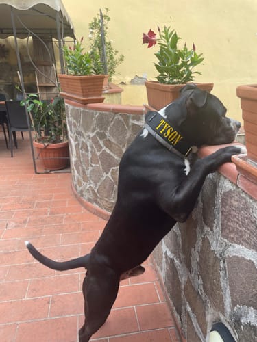 Customer photo review of Collare Crime 5cm