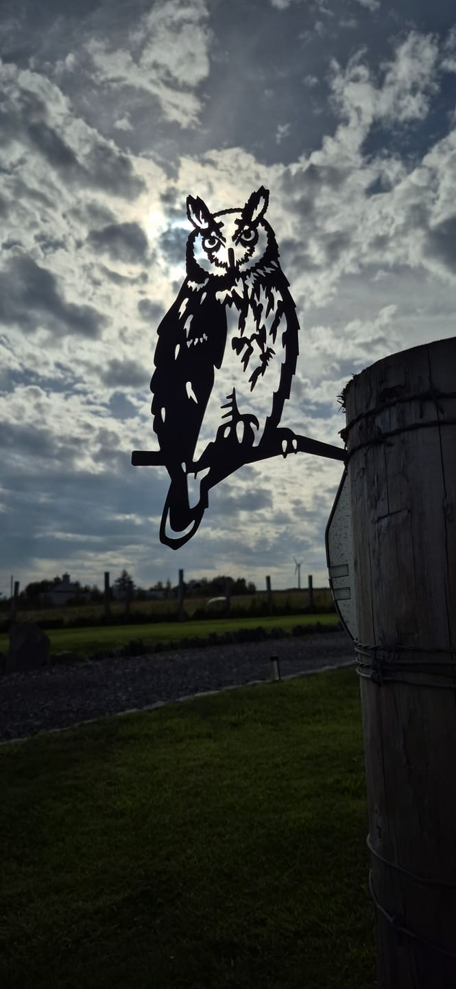 Customer photo review of Long-eared Owl