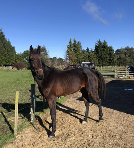 Customer photo review of Digestive EQ - Equine Gut Supplement