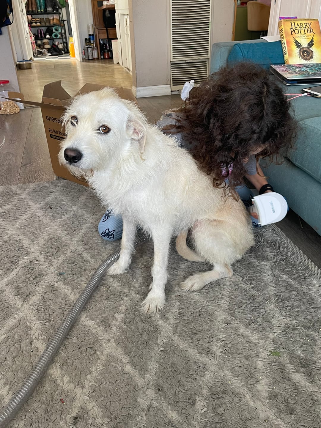Customer photo review of Oneisall Cozy C1 8-in-1 Pet Grooming Vacuum & Dryer Kit