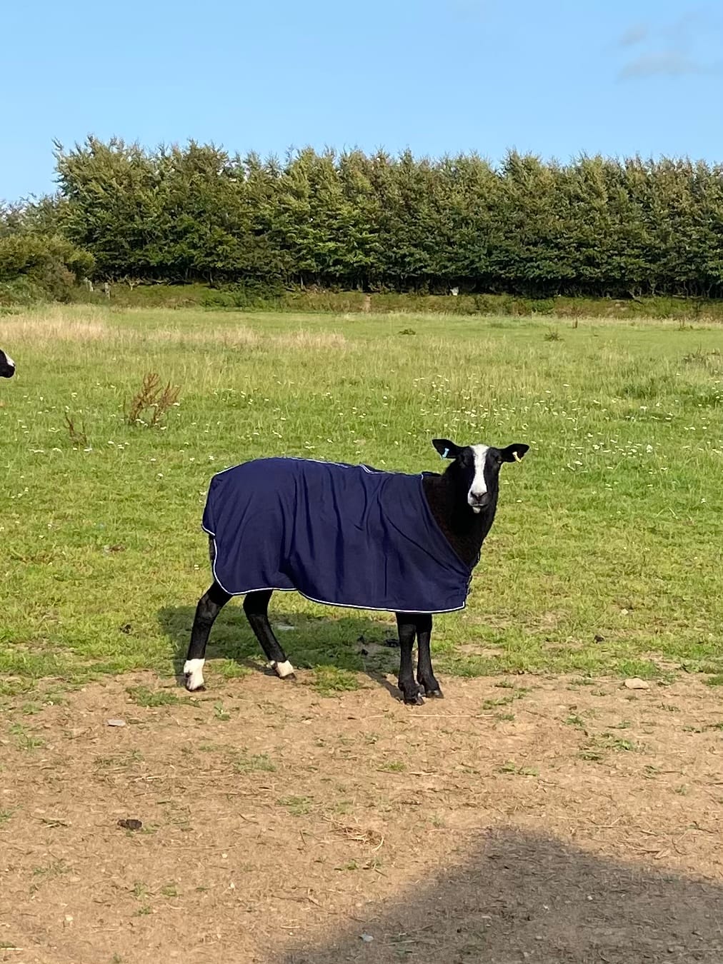 Customer photo review of Travel & Show Sheep Coat
