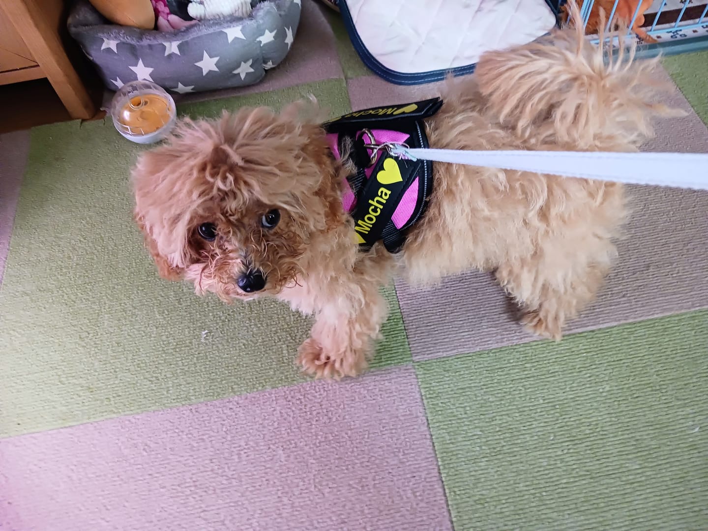 Customer photo review of ハーネス専用お名前タグ（２枚セット・マジックテープ式）