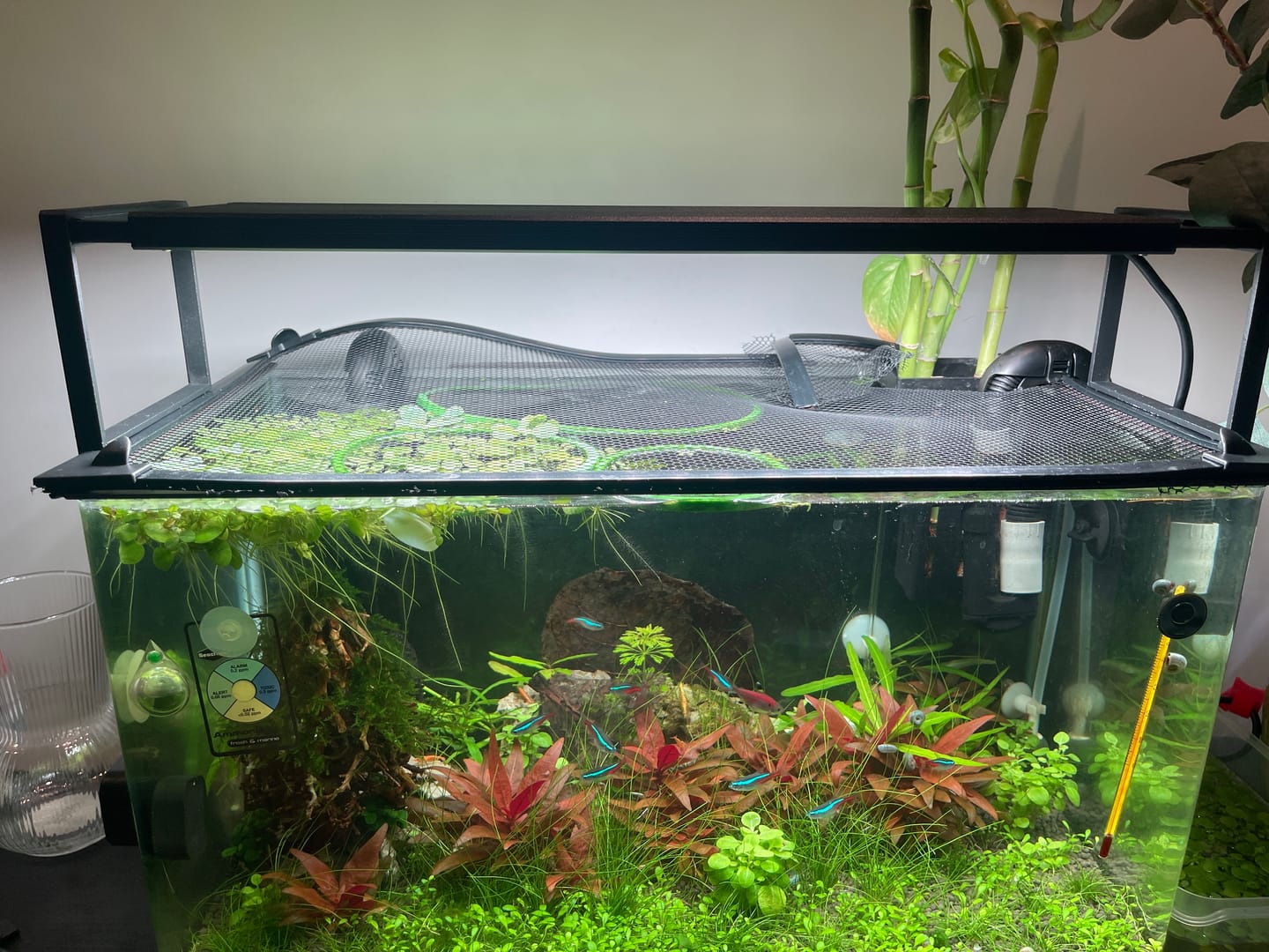 Customer photo review of Chihiros WRGB II Slim LED Light