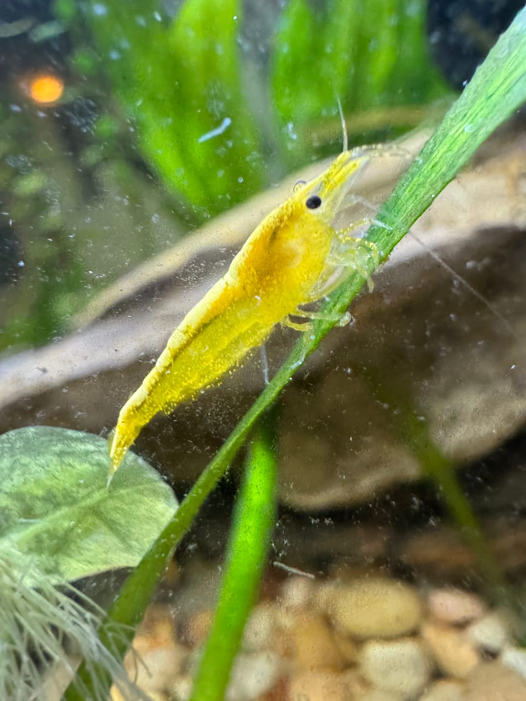 Customer photo review of Neon Yellow Shrimp "NEW"
