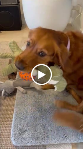 Customer video review of Bear Soft Toy