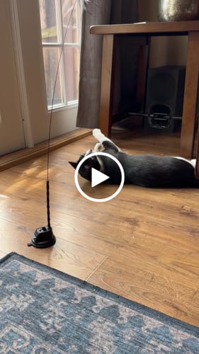 Customer video review of Interactive Bird Simulation Cat Toy Set