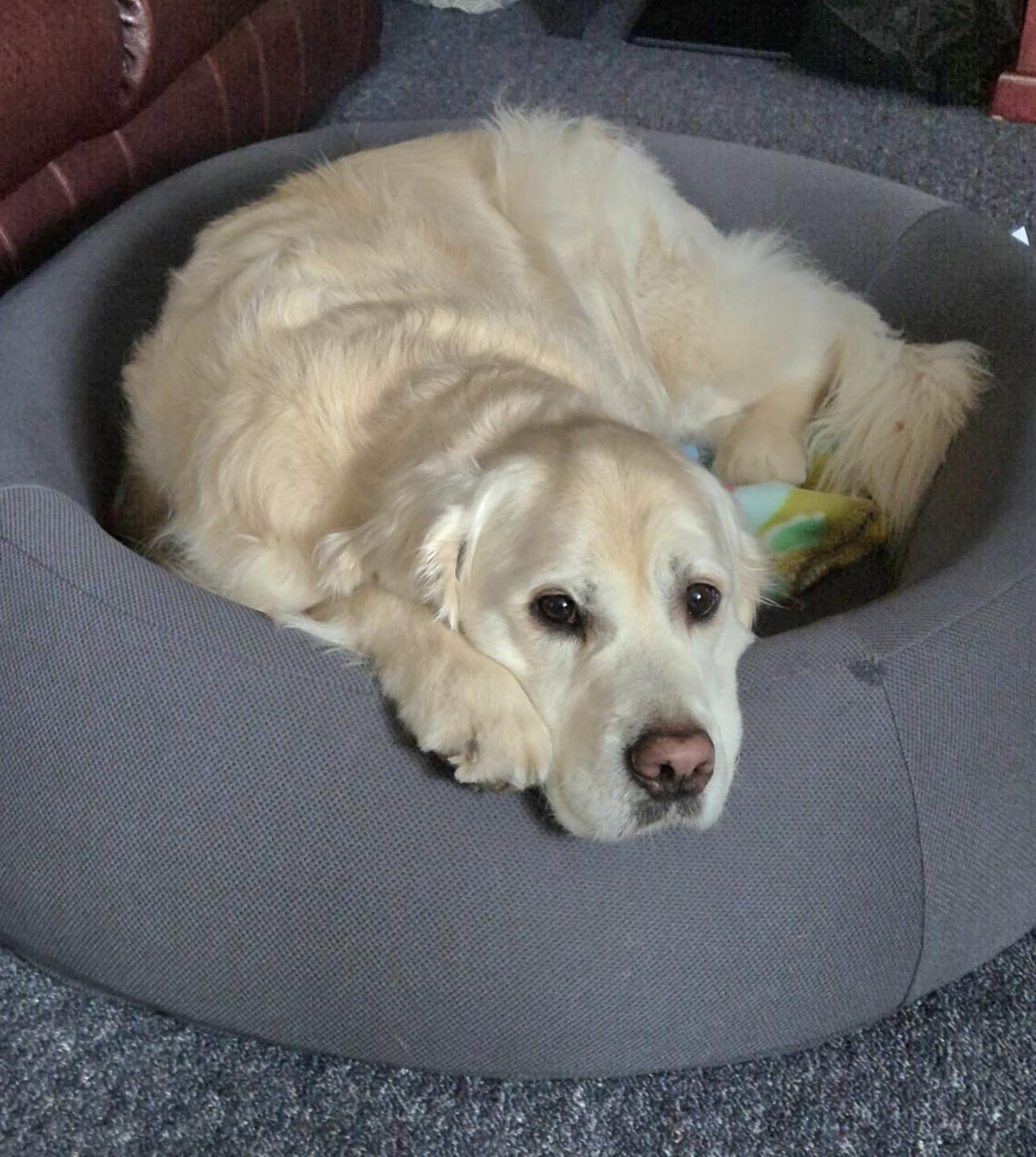 Customer photo review of Brooklyn® Nest Dog Bed