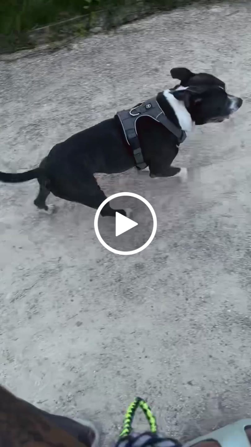 Customer video review of Premium Comfort Herringbone Harness | Non Restrictive - Stone Grey