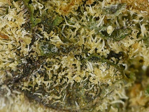 Customer photo review of Gold Spectrum THCA Flower (Connoisseur) - Thai