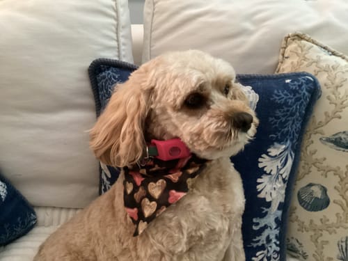 Customer photo review of FurLife™ - 12 Months Flea and Tick Tags for Dogs
