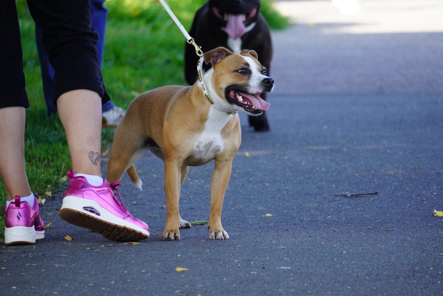Customer photo review of Staffordshire Bull Terrier 1935® Show Collar & Leash Set - Champion - White & Gold