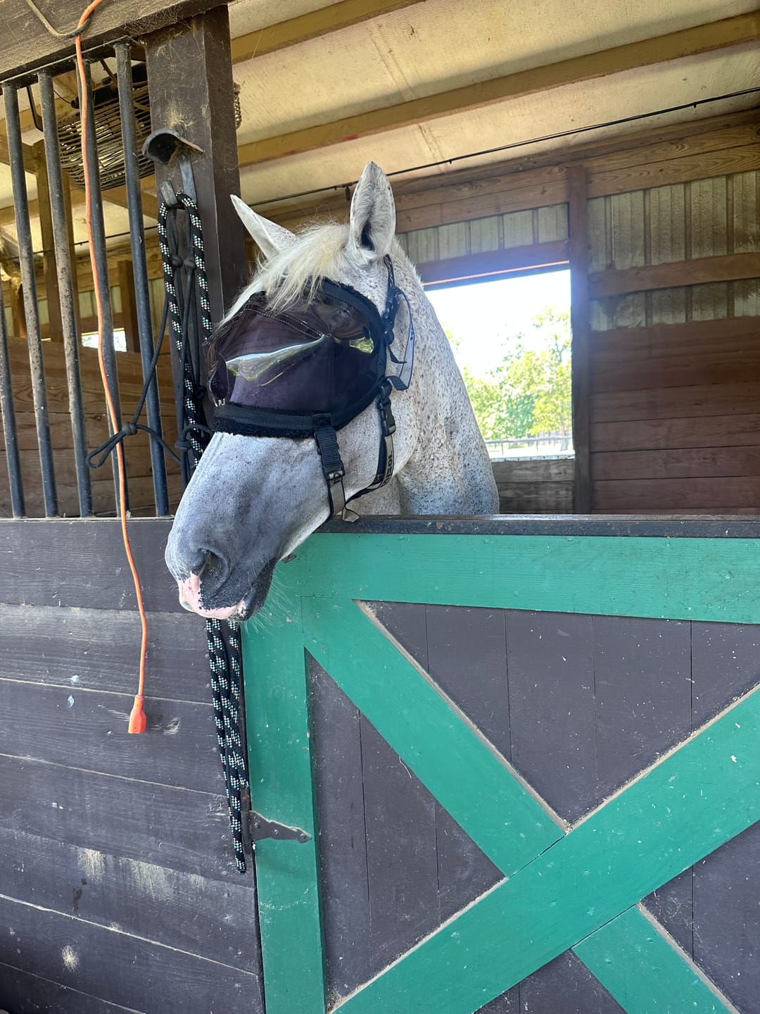 Customer photo review of Recovery Vizor - Dark UV Tint