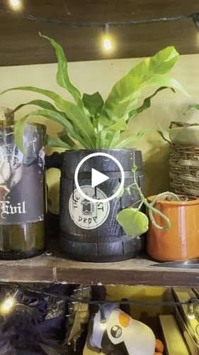Customer video review of Japanese Bird's Nest Fern in a 4" Nursery Pot – Asplenium Nidus Antiquum –  Osaka Fern – Crispy Wave Japanese Fern