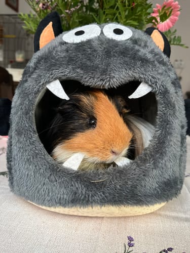 Customer photo review of 🦇 Fledermaushaus – Kuscheliges Designhaus für Meerschweinchen