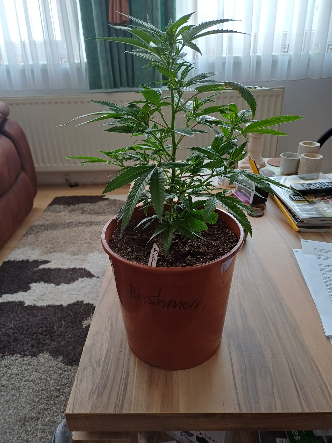 Customer photo review of Hanfstecklinge | Bushmans