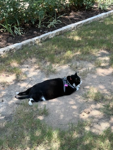 Customer photo review of Explorer Harness | Less boredom. More discovery. A better life for your indoor cat.