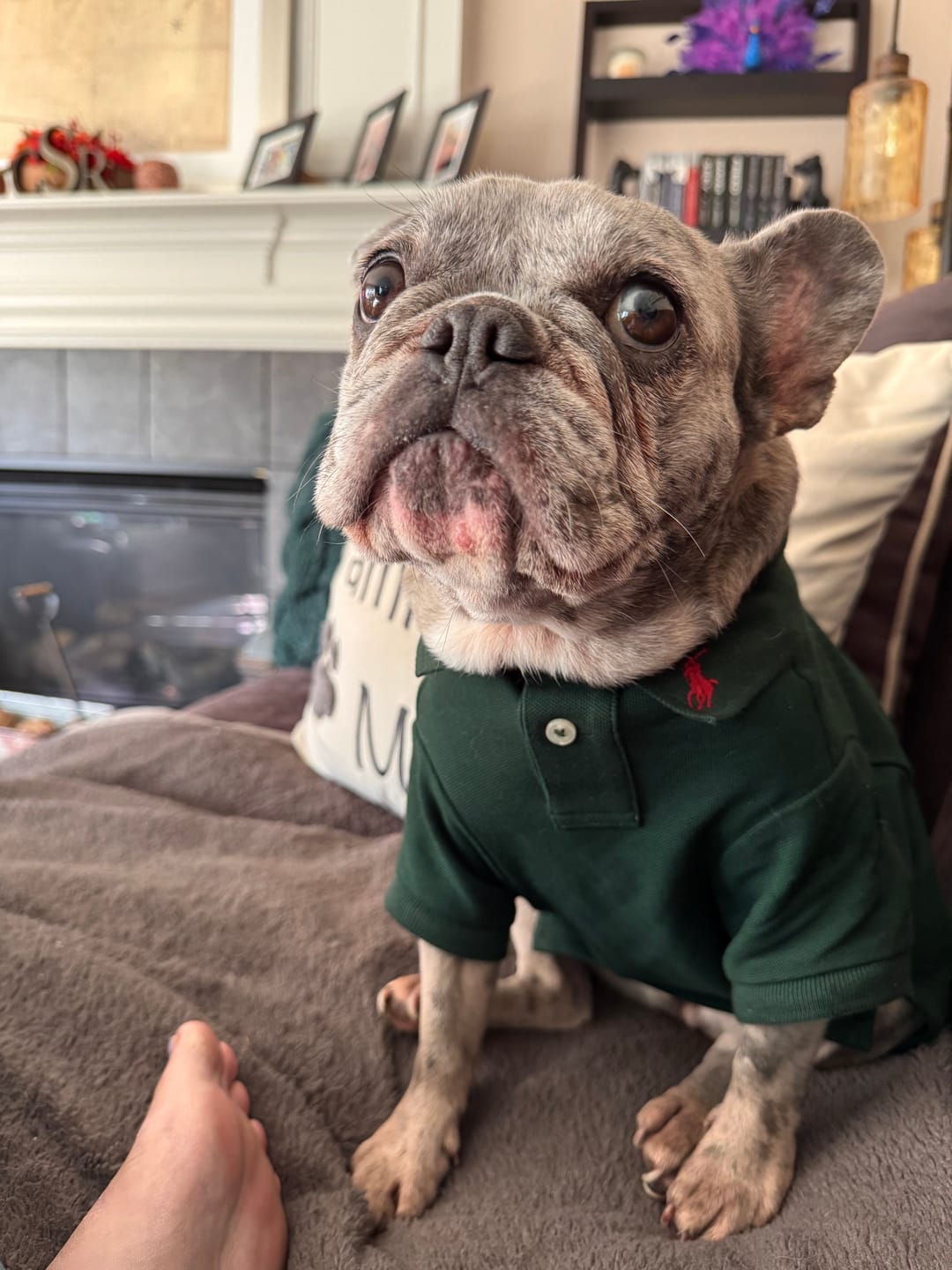 Customer photo review of Polo Ralph Lauren Cotton-Mesh Dog Polo Shirt