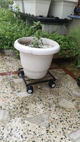 Customer photo review of United Crafts Rozy Wheel Pot Stands for Planters