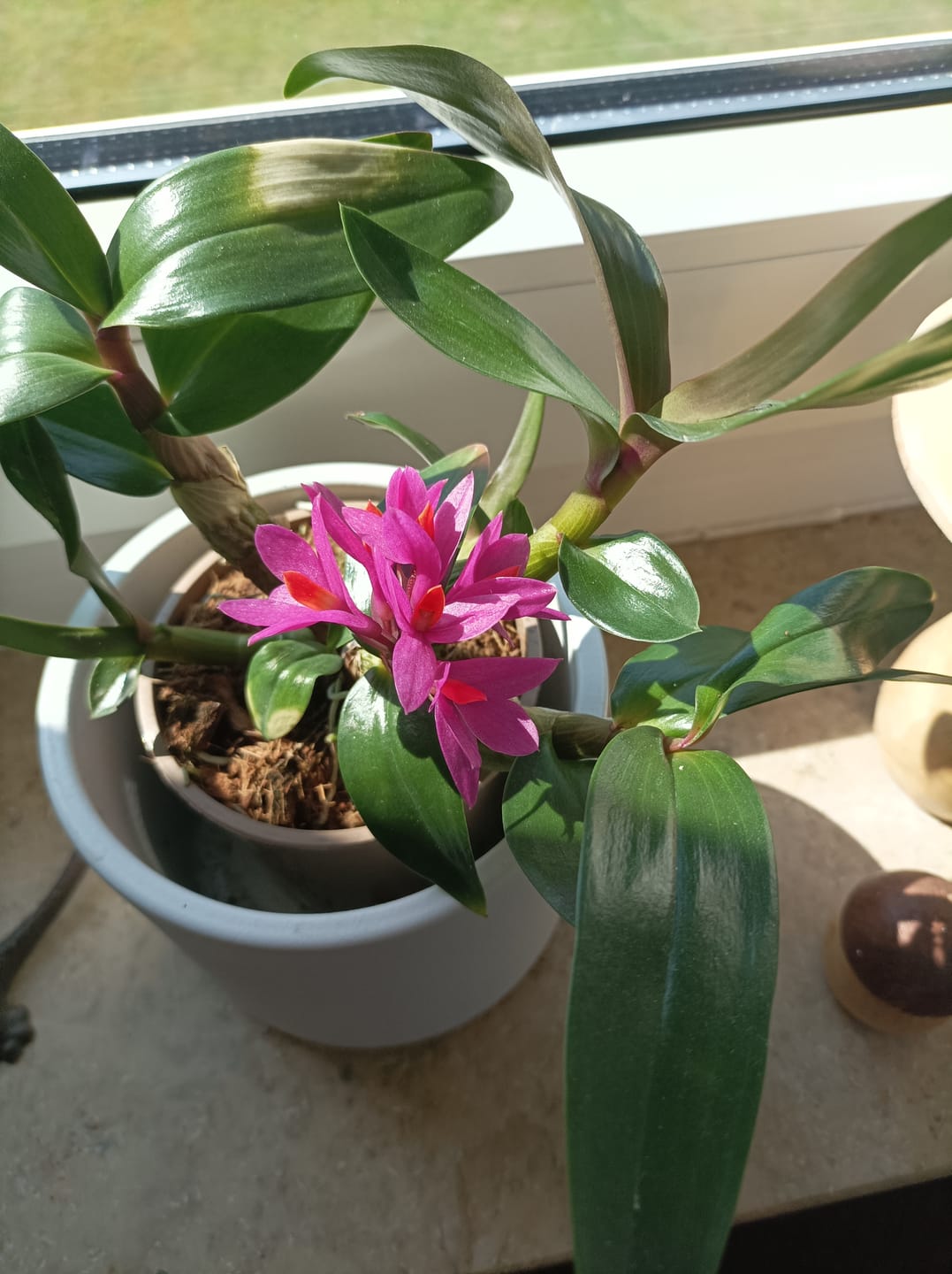 Customer photo review of Dendrobium Hibiki mit pinken Blüten