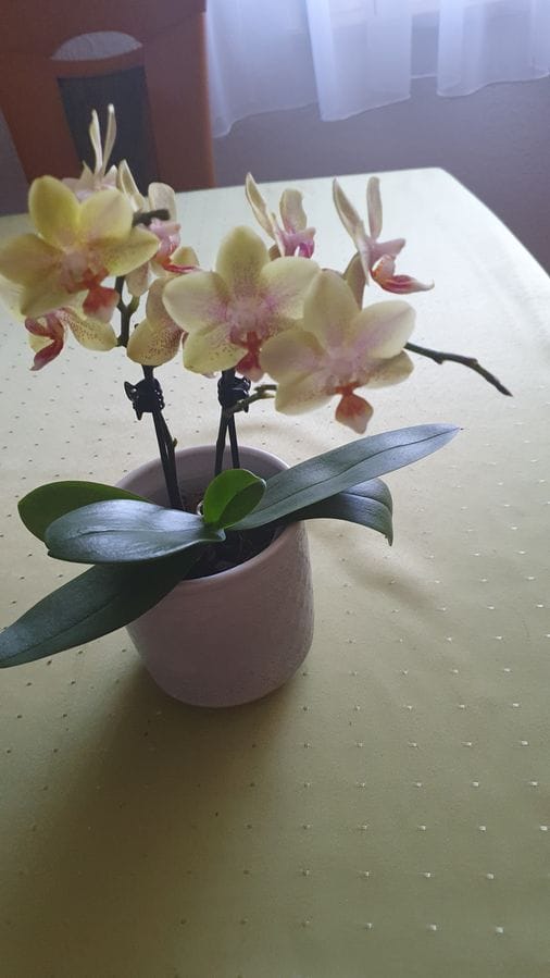 Customer photo review of Table Dance Pereira mit gelb-gepunkteten Blüten und 2+ Rispen