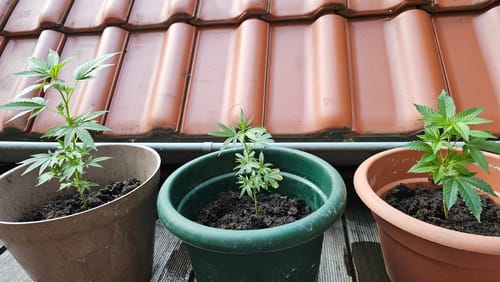 Customer photo review of Einsteiger Set Stecklinge