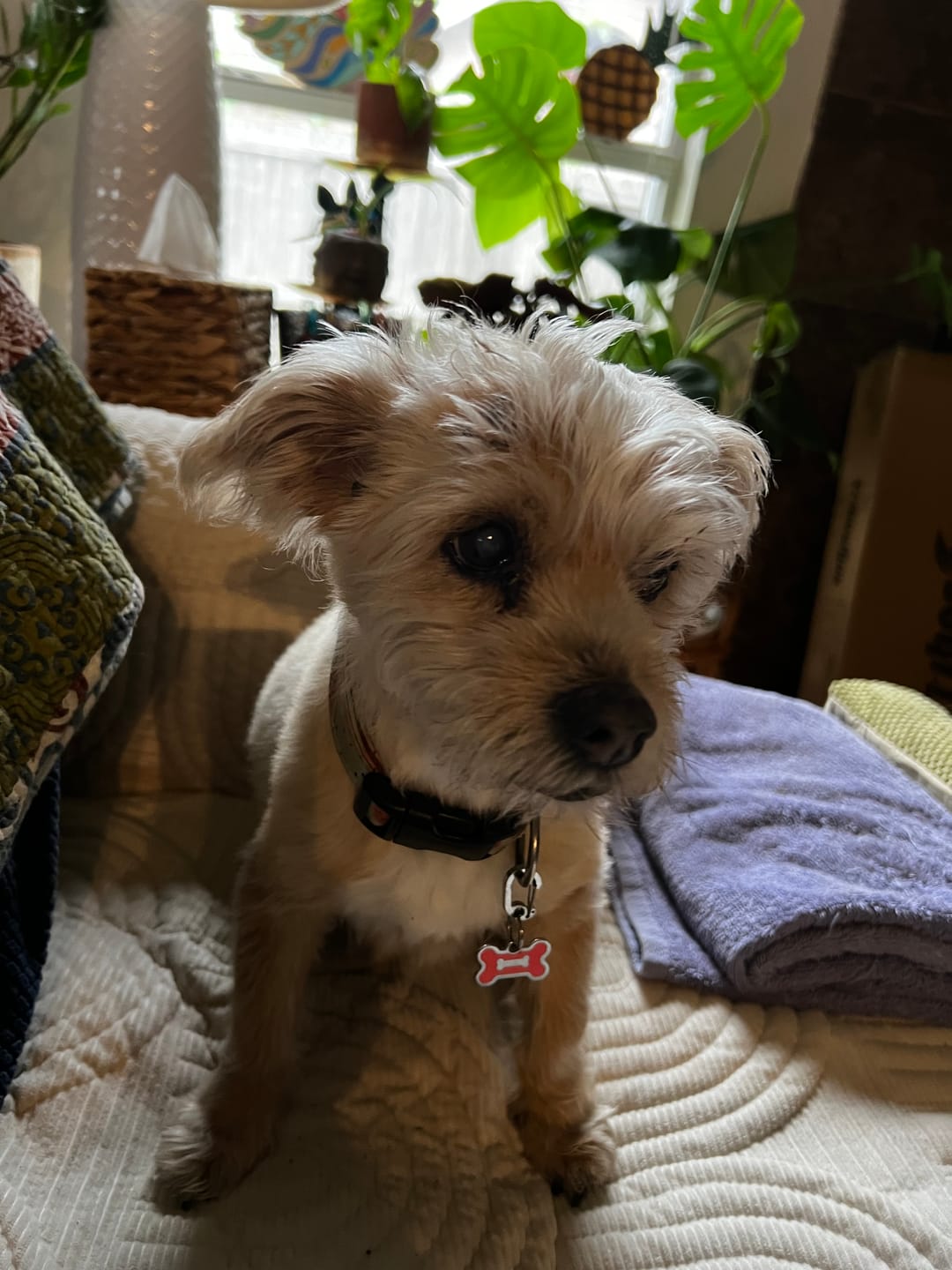 Customer photo review of iHeartDogs Allergy & Itch Relief Chews for Dogs with Salmon Oil, Quercetin, Colostrum, Antioxidants and Probiotics — 90 Count