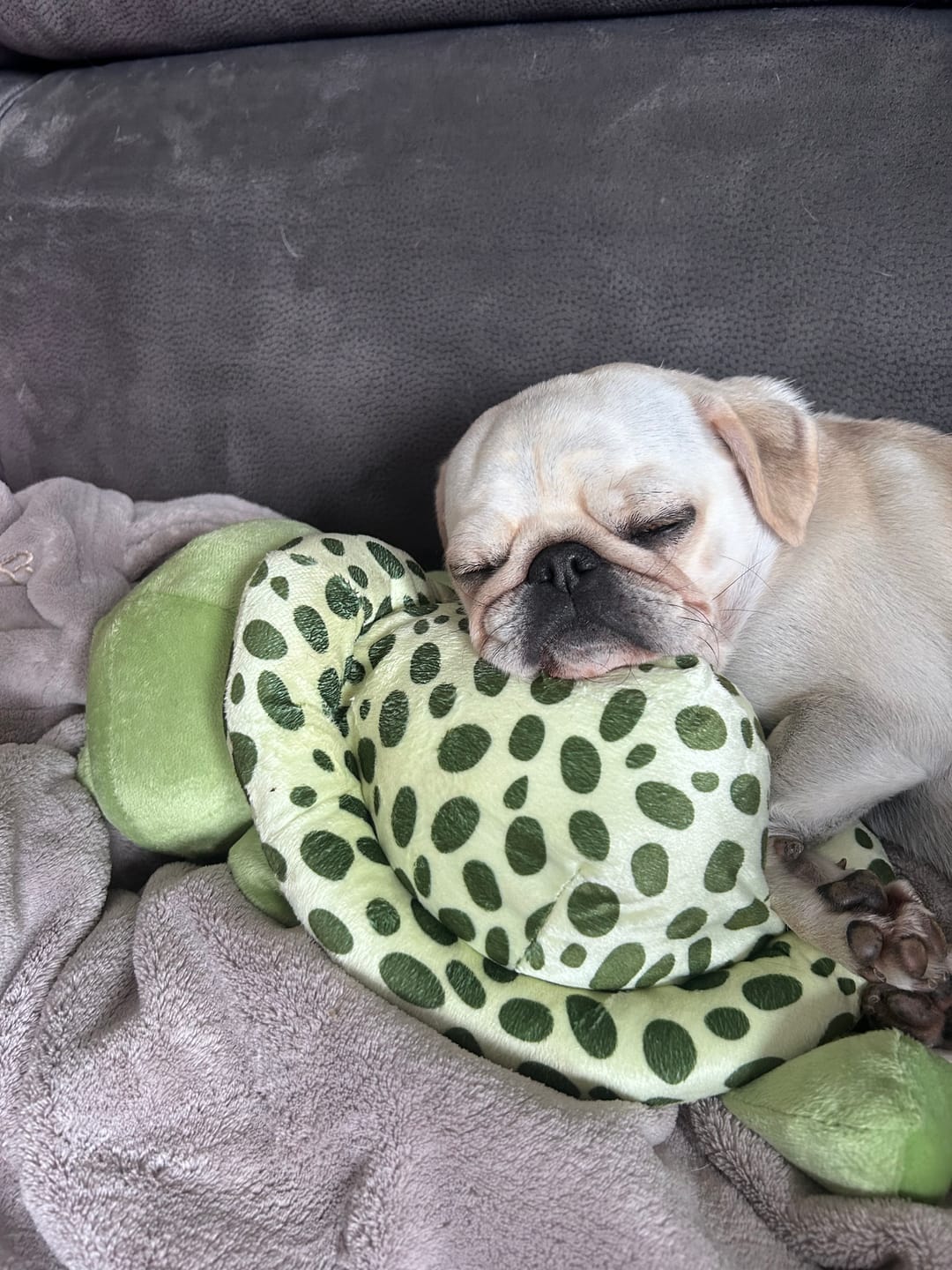 Customer photo review of Wohlfühltabs für Hunde bei Stress, Angst, Unruhe und Hyperaktivität