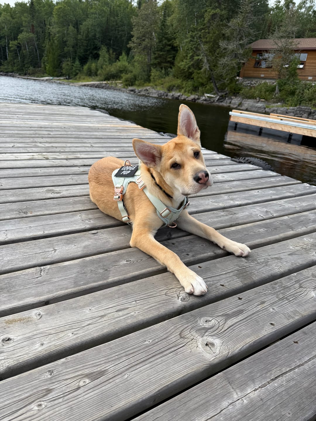 Customer photo review of HNTR 3.0 Dog Harness - Honeydew