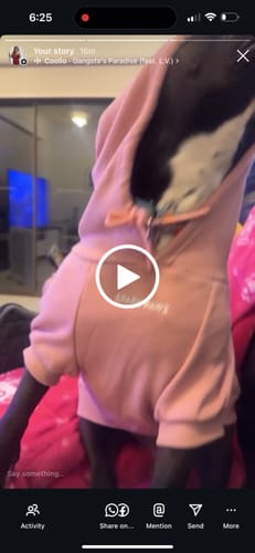 Customer video review of Essential Dog Hoodie - Dusty Pink