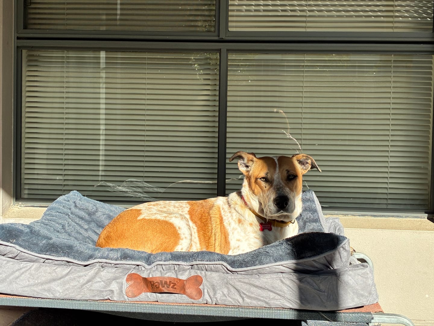 Customer photo review of Pawz Dog Memory Foam Mattress