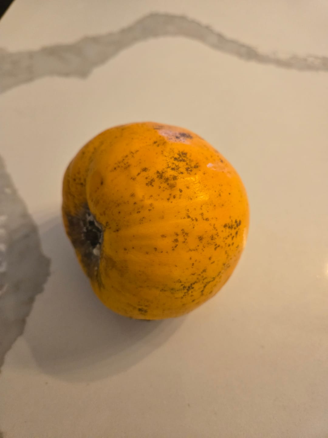 Customer photo review of Eggfruit (Canistel)