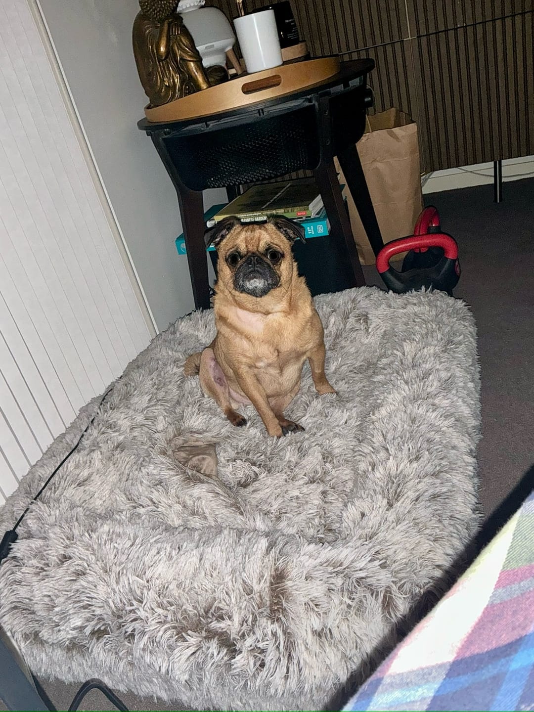Customer photo review of Kangaroo Pouch Hooded Dog Bed Cover