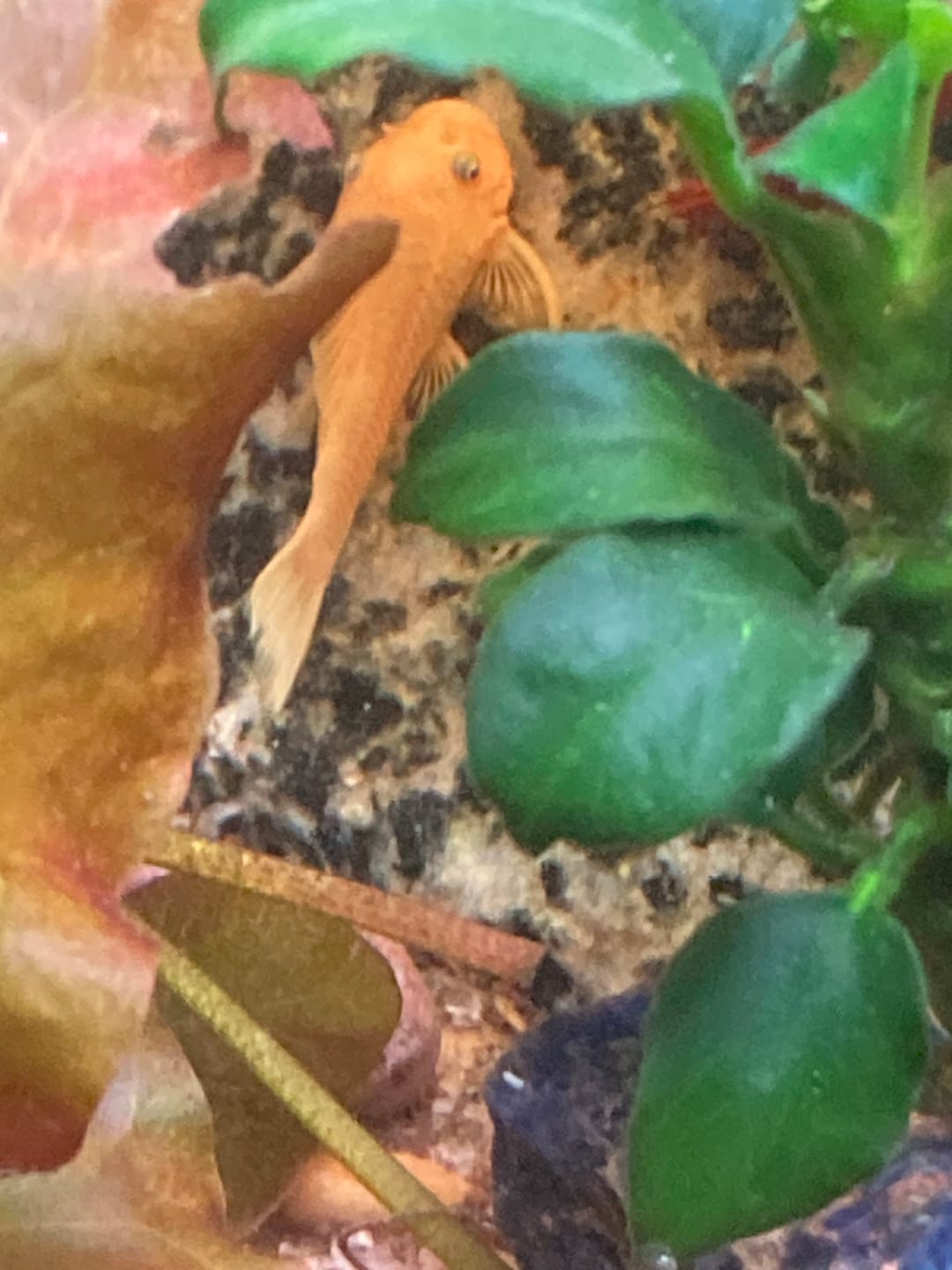 Customer photo review of L144a Blue Eye Lemon Bristlenose Pleco (2 Inches) "NEW"