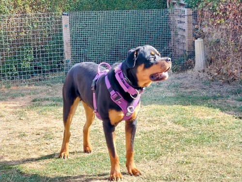 undefined review of Anti Pull Hurricane Harness - With Handle - Purple image 1 out of 1