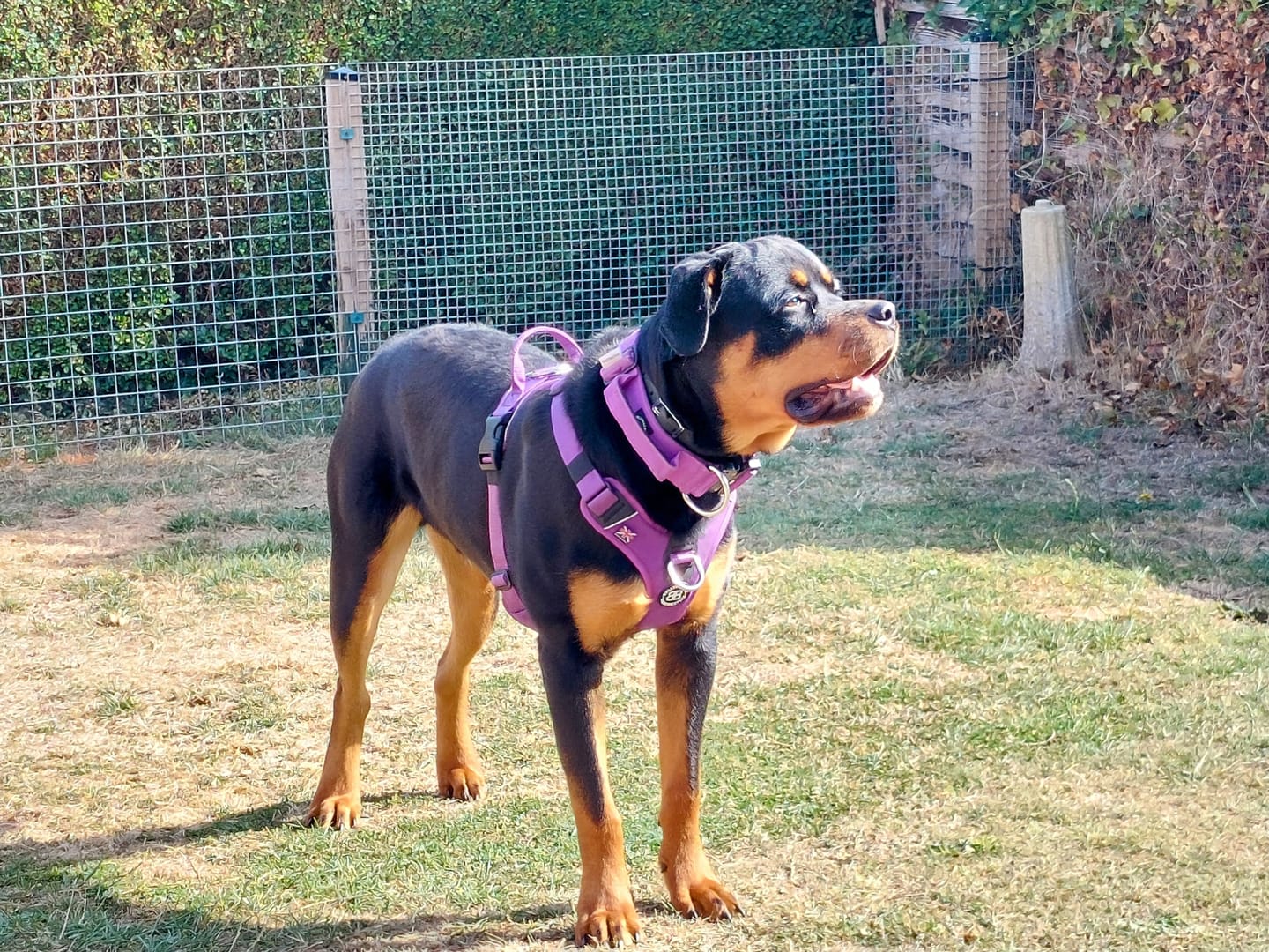 Customer photo review of Anti Pull Hurricane Harness - With Handle - Purple