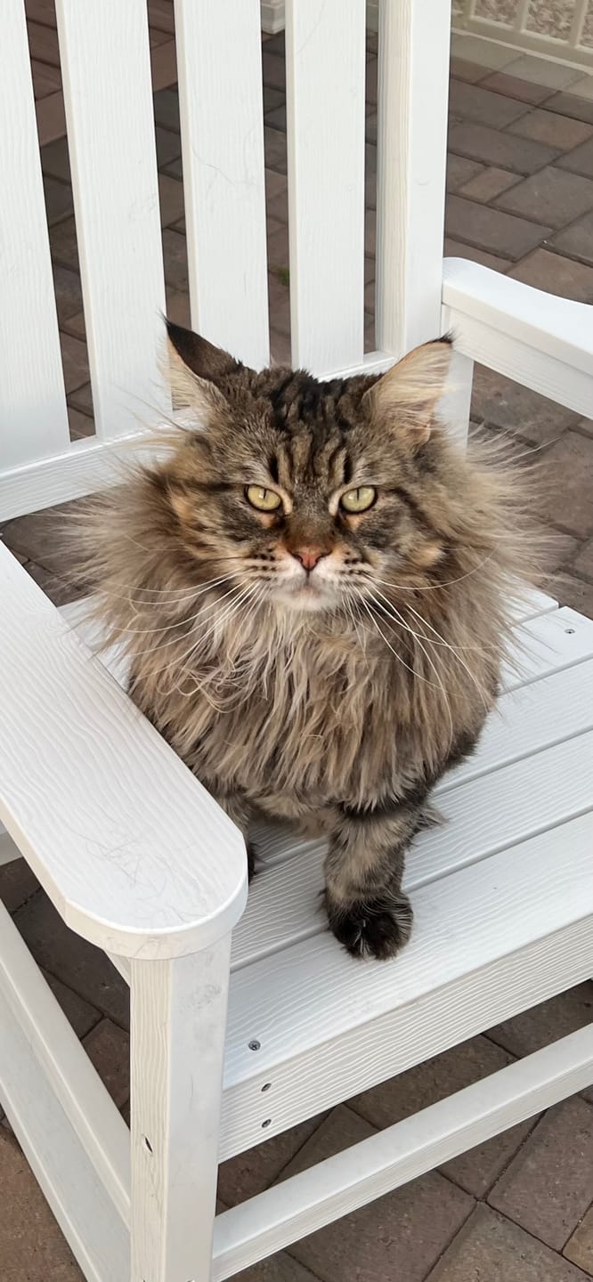 Customer photo review of Cat Allergy Relief & Immune Support Remedy